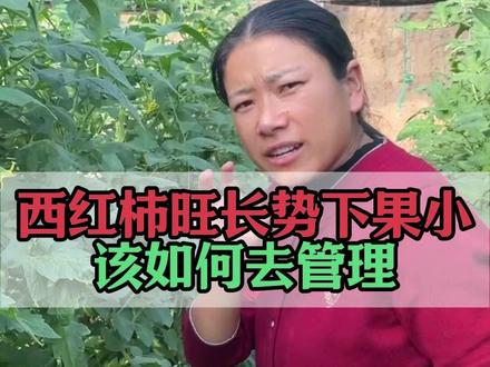 西红柿旺长势下果小该如何去管理 #西红柿种植 #农业种植