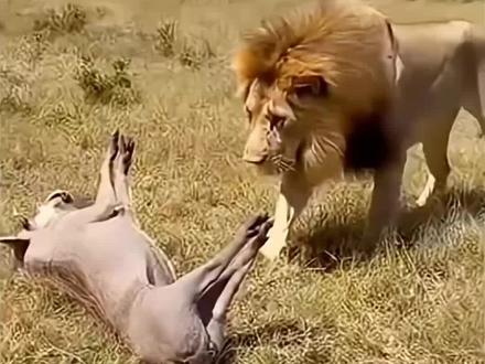 草原疣猪老二挑衅狮子#动物世界 #动物