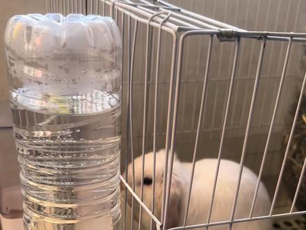 短暂出门三天的测试…顺便解答一下上一期网友1.问的水不够喝的质疑2.还有兔子扒拉兔梁该怎么解决的问题#晒出你家的萌宠 #萌宠 #萌宠迷惑行为 #过年回家宠物怎么办 #兔子