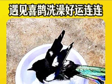 男子路上救下一只喜鹊,竟然还能遇见喜鹊洗澡见者好运 !#神奇动物在抖音 #喜鹊报喜 #好事连连 #万物皆有灵性 #动物的迷惑行为 @抖音小助手 @DOU+小助手 @DOU+上热门