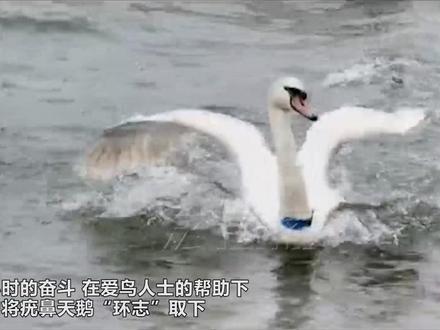 网友称天鹅被戴上”环志“后引发其不适,不愿吃喝 最新进展:环志已取下 其健康状况允许野外放归⑧ #天鹅