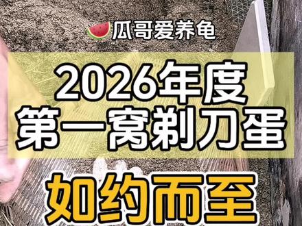 2026年第一窝剃刀蛋如约而至,6中6
#养龟日常 #剃刀繁殖 #我的养龟日记 #创作者中心 #创作灵感