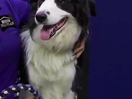 敏捷犬挑战赛,获胜奖励二十万#奇葩挑战 #敏捷犬运动 #减速带