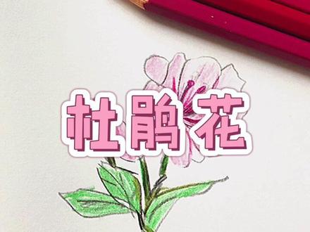 🍓教你画杜鹃花#画画教程 #简笔画教程 #花园