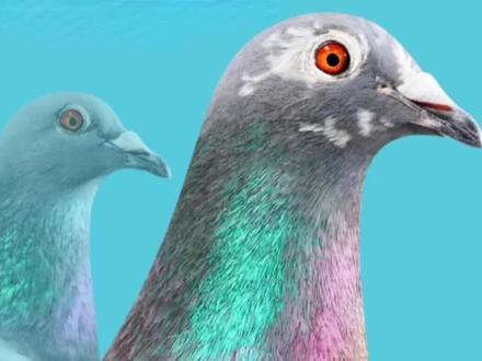 詹森兄弟最后26羽鸽子#养鸽人 #信鸽赛鸽 #鸽子 #詹森鸽系 #职业赛鸽 @抖音自然 @DOU+上热门 @三农致富经