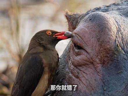 牛椋鸟和河马不为人知的秘密生活 #神奇动物在抖音 #动物世界 #河马