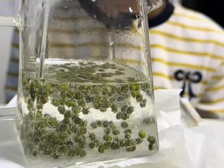 《会跳舞的绿豆》三年级科学小实验#在家做实验 #科学小实验