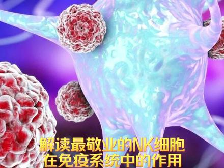 解读最敬业的NK细胞在免疫系统中的作用。
NK细胞是一种免疫细胞,全称为自然杀伤细胞(Natural Killer Cell)。它们在免疫系统中发挥着重要的作用,主要是识别并杀死病原体感染的细胞,以保护机体免受感染。NK细胞因其高效的免疫监视和杀伤能力而被誉为“最敬业”的细胞之一。#生命科学 #细胞 #人体奥秘 #关注我每天分享知识 #免疫细胞 @DOU+小助手