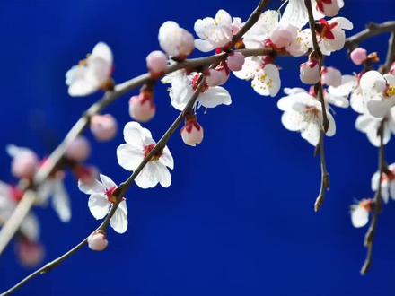 尼康16-85拍花评测#尼康