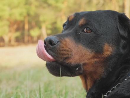 新手养罗威纳须知,智商寿命罗威纳犬的优点和缺点#萌宠 #罗威纳 #罗威纳犬 #萌宠百科 #宠物知识 #科学养宠