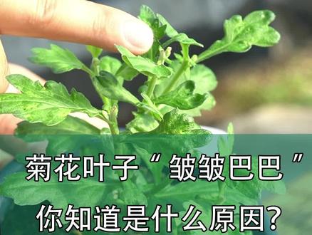 菊花叶子“皱皱巴巴”,你知道是什么原因?石头花匠给您解决方法#石头花匠 #菊花叶子皱皱巴巴 #菊花蓟马 #种植小技巧
