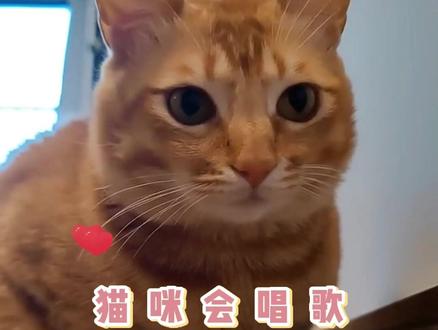 猫咪都出道了,你呢#萌宠 #萌宠出道计划