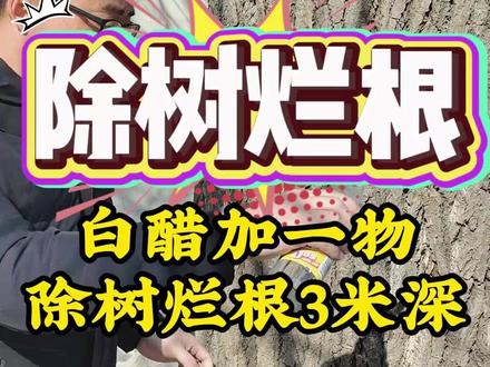 除树颗粒除树烂根3米深! 房前屋后、道路两旁、田间地头、公路铁路、厂房空地上的大树、野竹子、芦苇、杂灌、灌木、拉拉秧等,只需要用这款撒施颗粒,轻轻撒一撒!#环嗪酮 #环嗪酮除大树竹子灌木杂草 #环嗪酮除草剂 #除树烂根 #除竹子
