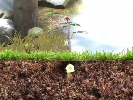 #夺笋高手 赶山居然挖到百年人参,这波赚大了