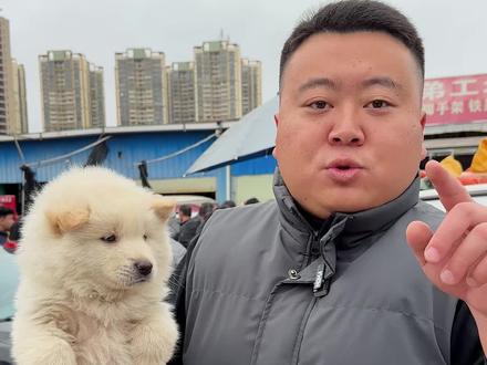 中国版的萨摩耶。#土松 #白土松 #土松犬