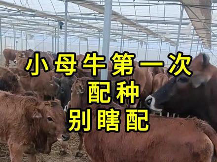小母牛第一次配种别瞎配,一招教你看体重
#养殖小知识 #母牛#养牛人#自繁自养