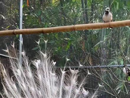 破壳的喜悦,只有孵化过的人才懂,过程几度欢喜几度愁啊。#田园生活 #人工孵化 #乡愁 #孔雀