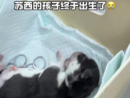 顺利生产啦!破案了,果然是爱疯的! 太让人想哭了😭