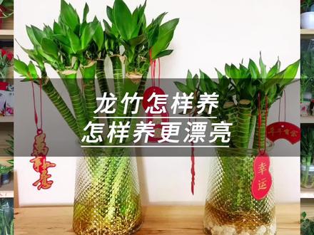 龙竹怎样养怎样养更漂亮#龙竹 #养花小知识 #盆栽 #花卉绿植 #园艺 @抖音小助手