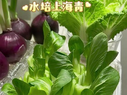 水培上海青保姆级教程
你学会了吗?一起动手养起来吧。#水培植物 #水培 #水培蔬菜 #教程 #学种菜