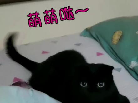 新植物测试报告!虎年神器虎头菇的毒他保熟吗? #植物大战僵尸2 #植物大战僵尸