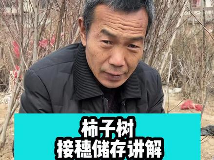 柿子树接穗储存#柿子树 #柿子树苗 #柿子树修剪 #柿子树管理 #柿子树嫁接 #柿子树盆景 #阳丰甜柿子 #太秋甜柿 #三农 #果树苗 #果树修剪 #果树管理 #农业 #果树种植 #果树嫁接 #嫁接技术 #嫁接 #技术分享 #新农人计划2021