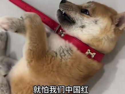 请不要一个片段就定义建议把主页看完.#vlog日常 #宠物知识 #柴犬豆柴幼犬 #脱敏训练 #凶狗咬人