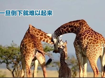 长颈鹿的秘密:为何倒下后难以再起#长颈鹿 #动物的迷惑行为 #中视频伙伴计划 #dou➕小助手 #热门