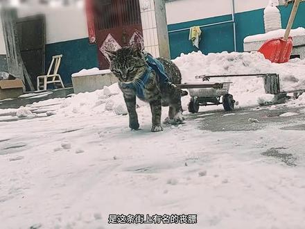 会拉车的丧彪 #狸花猫 #动物的迷惑行为 #动物科普日记