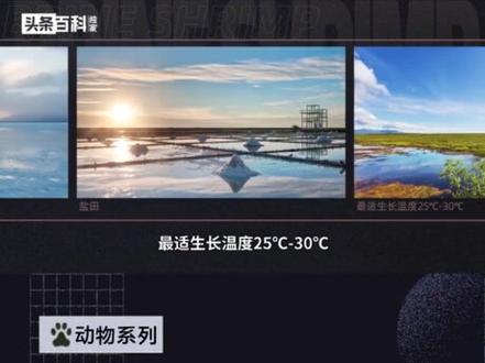 卤虫:别称丰年虾、最佳活体饲料#丰年虾