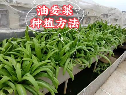 油麦菜什么时候种最好?秋冬季可种植油麦菜,种植方法简单易学#有机蔬菜 #在家种菜 #自己种菜 #楼顶菜园