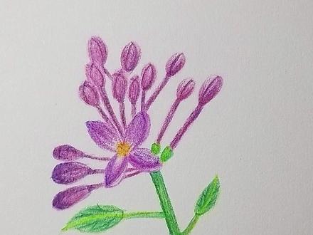 彩铅丁香花,彩铅画花卉的画法#彩铅 #原创作品 #手绘 #彩铅画画入门教程 #画画 @抖音青少年