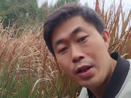 灯心草除了能点油灯,还能用做清心火,利尿#中药#本草#利尿#心火