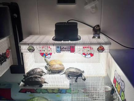 乌龟小房子搭建讲解与步奏!自己动手,快乐加倍!#龟龟🐢 #养龟爱好者的乐园 #分享养龟经验 #爬宠 #养龟日常