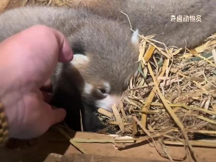 凑凑的小金狗#动物科普 #知识科普