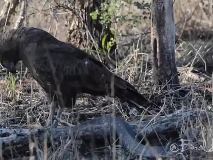 鹰与蛇之间的拼死搏杀(真实近距离拍摄)#鹰 #捕捉活物