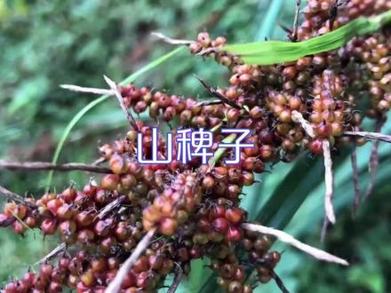 山稗子,常常在山里见到。长得像高粱。#山稗子