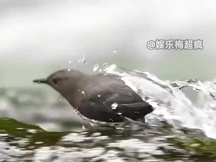 河乌水陆空三栖,河马水陆空三弃#河乌 #河马 #内容启发搜索