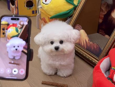 豆包看小狗是有点东西的 #萌宠 #狗狗#萌宠日常记录 #万物可爱计划