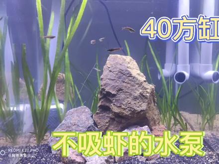 水泵这样处理才能不吸虾。黑壳虾,金丝已入缸。