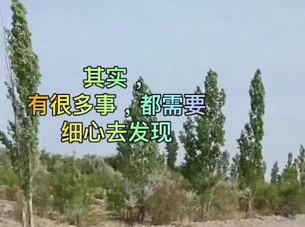 全网都在夸的这根救命绳,藏着和硕最朴素的善意。 不是什么惊天动地的大事,却是最踏实的守护。我们把用心,藏在每一处你能看到和看不到的地方。
这个夏天,来和硕吧,感受一座把游客放在心上的城市。 原视频来源@和硕吃虾找古丽
#和硕 #细节见真心 #和硕金沙滩 #马兰红山军博园 #新疆旅游