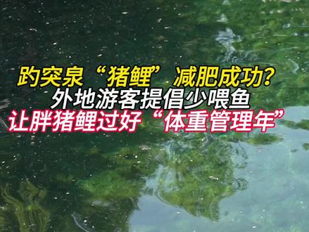 趵突泉“猪鲤”减肥成功?
外地游客提倡少喂鱼
让胖猪鲤过好“体重管理年”