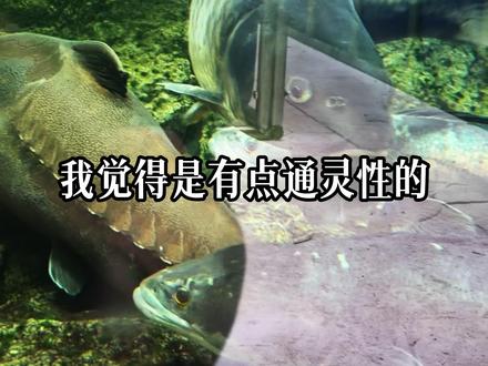 心有光芒何惧风霜 前路漫漫亦有可期 #刀疤鲤 #观赏鱼#水族 #暖心阿哲