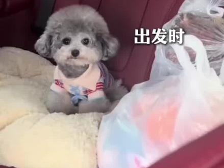 #小狗坐十几个小时长途面相都变了#一起读书吧
出发前:水灵灵儿 出发后:乱糟槽,返程的那些情绪全写在小狗脸上了。