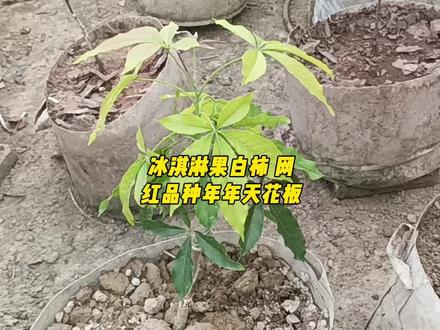 冰淇淋果白柿 网红品种年年天花板