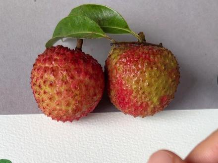 两种画荔枝方法 #零基础学画画 #画荔枝 #丙烯马克笔手绘 #一起学画画 #画画教程