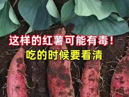 这样的红薯可能有毒!千万别吃#食品安全 #红薯 #科普
