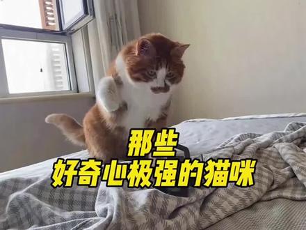 那些好奇心极强的猫咪 来看看哪个更搞笑#宠物知识 #养宠知识 #宠物 #宠物宠物宠物宠物 #宠物科普