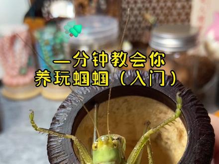 养玩蝈蝈入门小知
#蝈蝈吃黄豆和胡萝卜即可#蝈蝈冷墩 #蝈蝈需要顶肚吗 #蝈蝈为什么不叫#蝈蝈翅膀的钙化时间蝈蝈牙齿的钙化时间