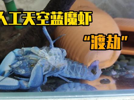 养了三年的人工天空蓝魔虾,“渡劫”成功,真的帅炸了